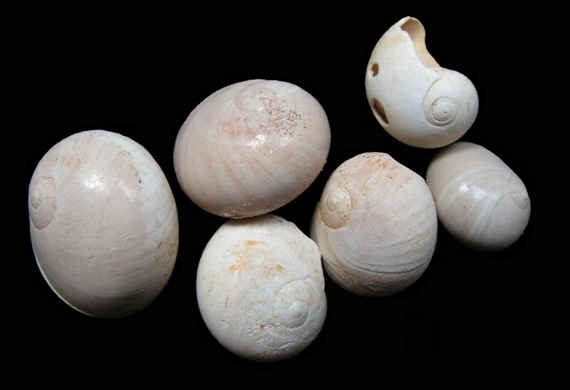 Naticidae - † Natica olla subglaucinoides (Marcel de Serres 1828) Natiol11
