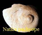  AAA Vignettes galerie fossiles Natipa10