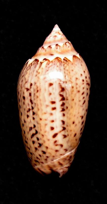 Americoliva polpasta (Duclos, 1833) Olipol10