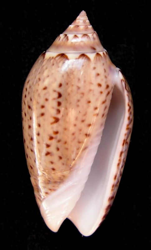 Americoliva polpasta (Duclos, 1833) Olipol12