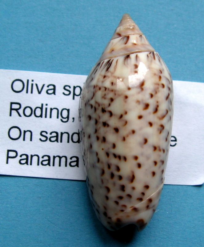 Americoliva spicata spicata (Röding, 1798) - Worms = Oliva spicata (Röding, 1798) Olispi11