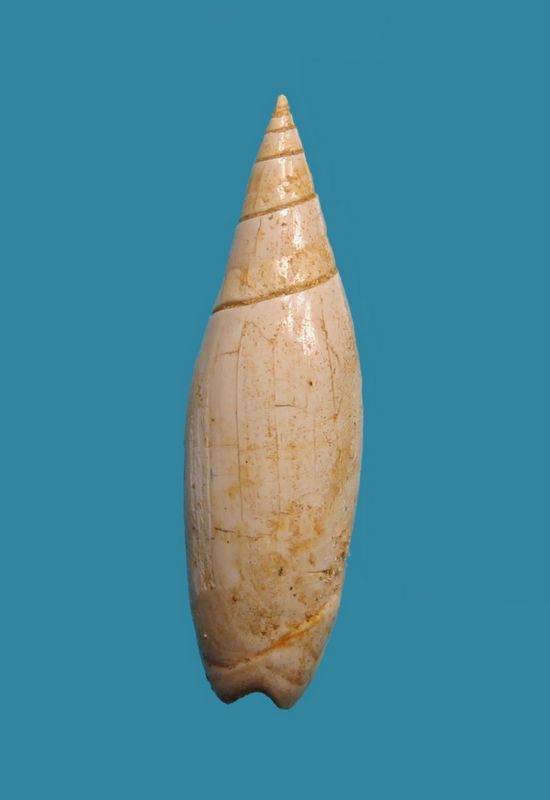 Olividae - † Oliva subclavula (d'Orbigny 1852) Olivsu10