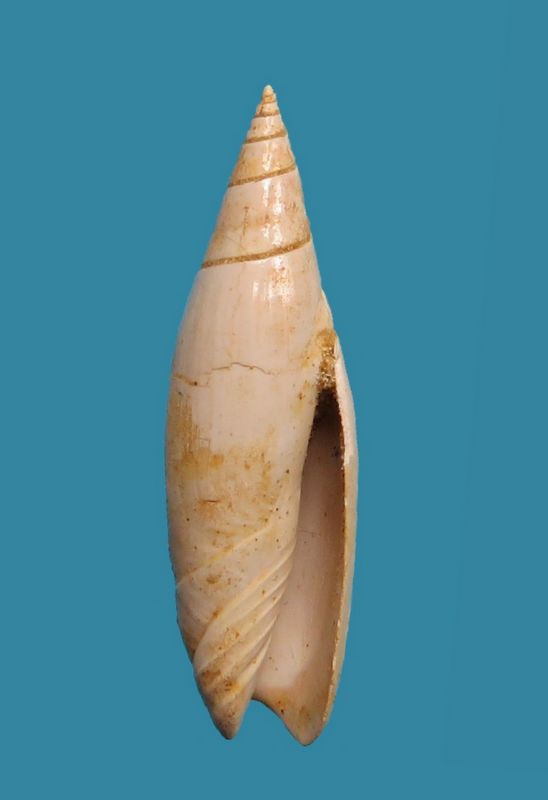 Olividae - † Oliva subclavula (d'Orbigny 1852) Olivsu11