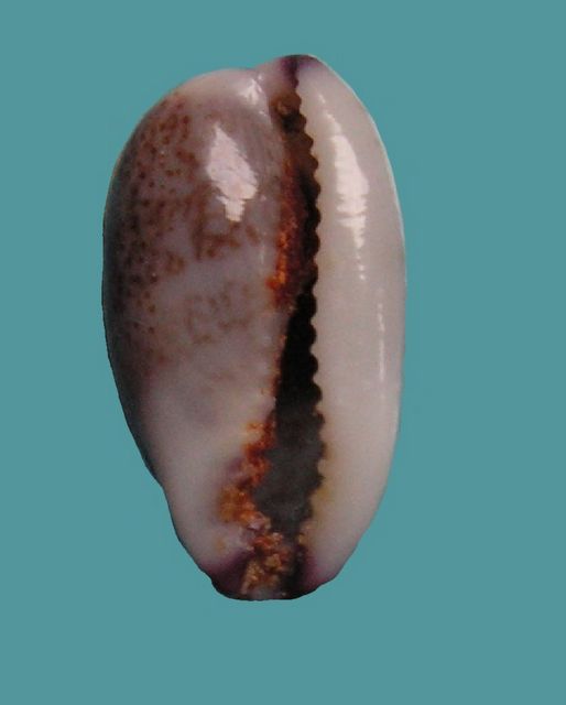 Purpuradusta fimbriata marquesana Lorenz, 2002 P_fimb11