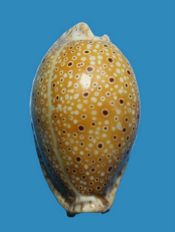 Naria ocellata - (Linnaeus, 1758) P_ocel11