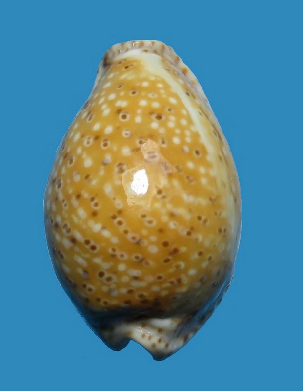 Naria ocellata - (Linnaeus, 1758) P_ocel13