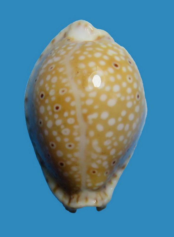 Naria ocellata - (Linnaeus, 1758) P_ocel15