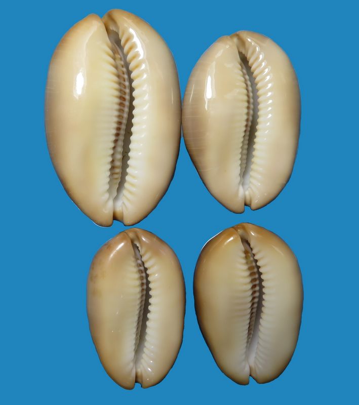 Lyncina ventriculus (Lamarck, 1810) P_vent11