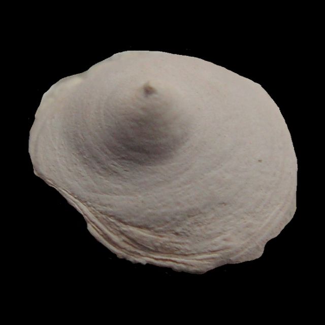 Calyptraeidea † Sigapatella lamellosa (Deshayes, 1824) Pict0116