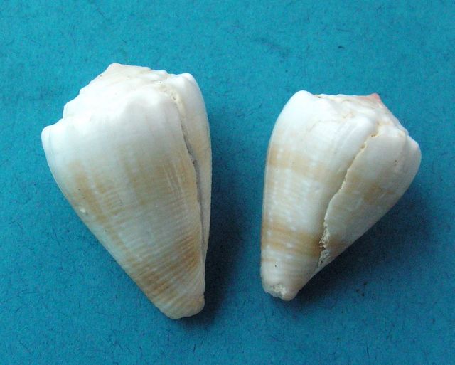 Conus deperditus - Conus rattus ????  -  Conus (Floraconus) balteatus (G. B. Sowerby I, 1833)  Pict0163