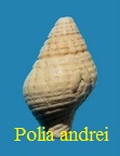  AAA Vignettes galerie fossiles Pollan12