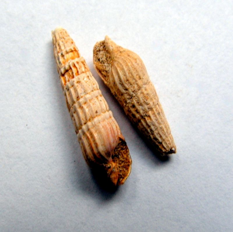 Terebridae - † Terebra basteroti (Nyst, 1843) - Burdigalien de l' Aquitain Tereba10