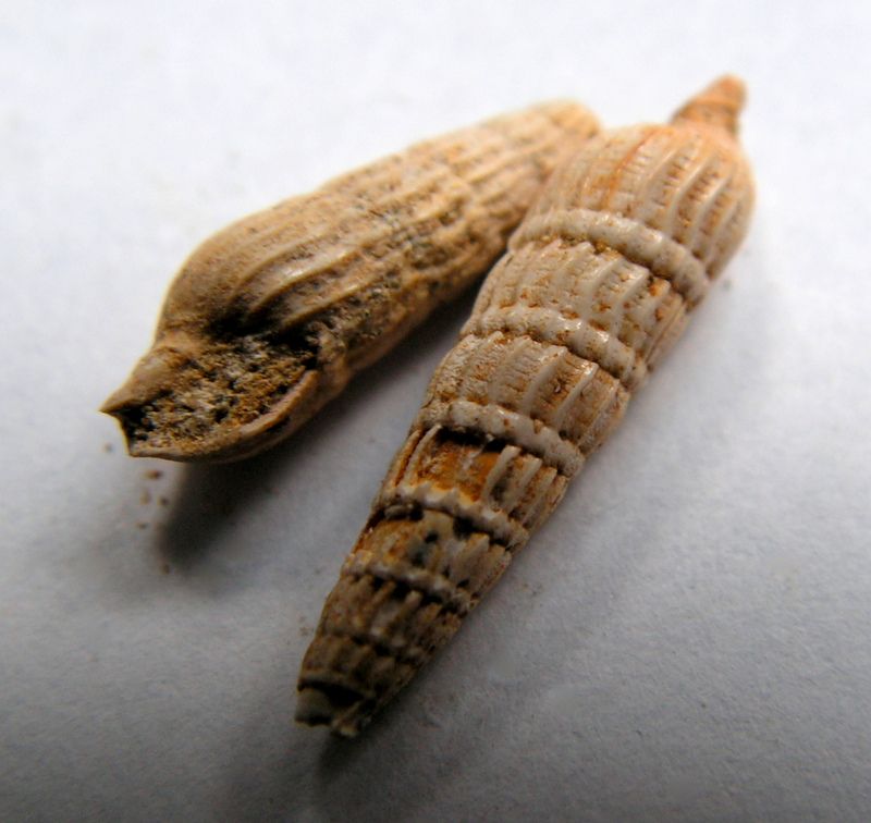 Terebridae - † Terebra basteroti (Nyst, 1843) - Burdigalien de l' Aquitain Tereba11