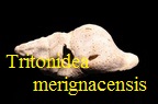 AAA Vignettes galerie fossiles Tritme15