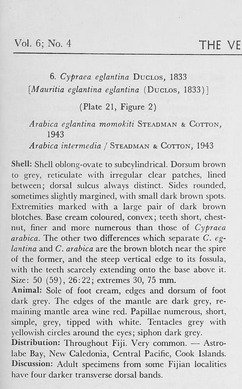 Mauritia eglantina momokiti - (Steadman & Cotton, 1943) Velige10
