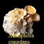  AAA Vignettes galerie fossiles Xeneph10