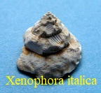  AAA Vignettes galerie fossiles Xenoit10