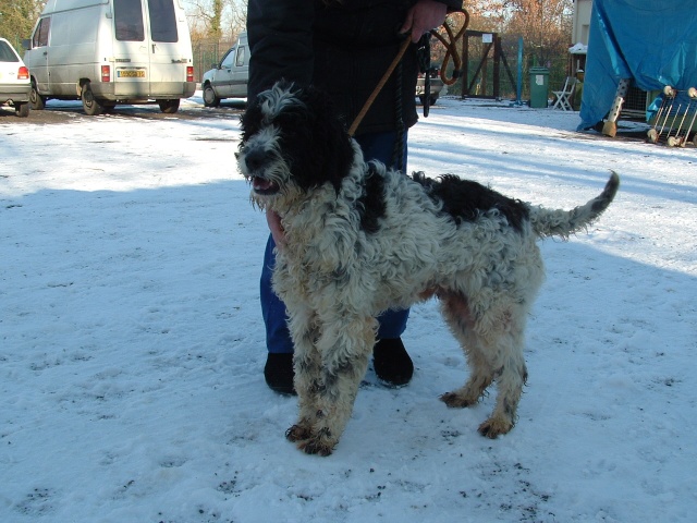 16 - ELLIOT croisé griffon blanc noir 2 ans 00110