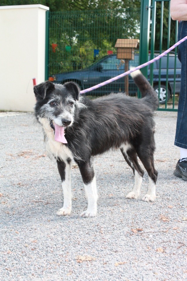 16 - doogie croisé GRIFFON noir blanc 5 1/2 ans ... angoumois 20410