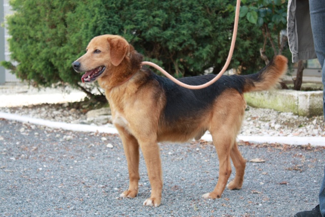 16 - BUDY croisé Beagle / Berger 6 1/2 ans 27610