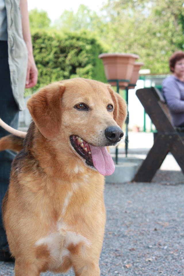 16 - BUDY croisé Beagle / Berger 6 1/2 ans 28710