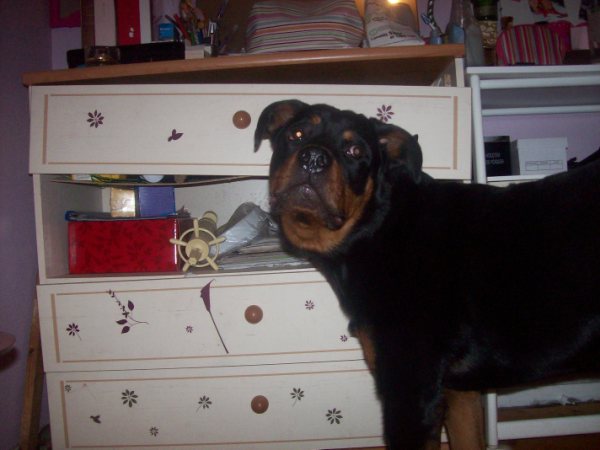 malco rott 10 mois besoin nouvelle famille urgent depart 33 100_1613