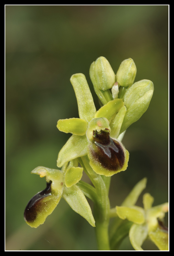 Ophrys litigiosa ( araneola ) Jura0110