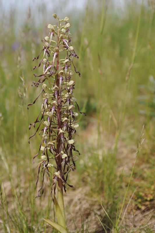 Himantoglossum hircinum  ( Orchis bouc ) Photo011