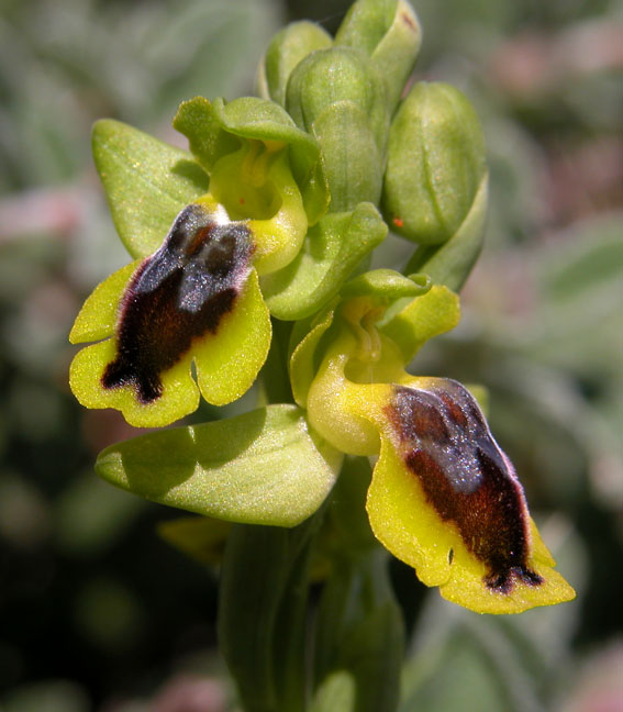 Ophrys (Pseudophrys) corsica ( Ophrys de Corse ) Op_lut10