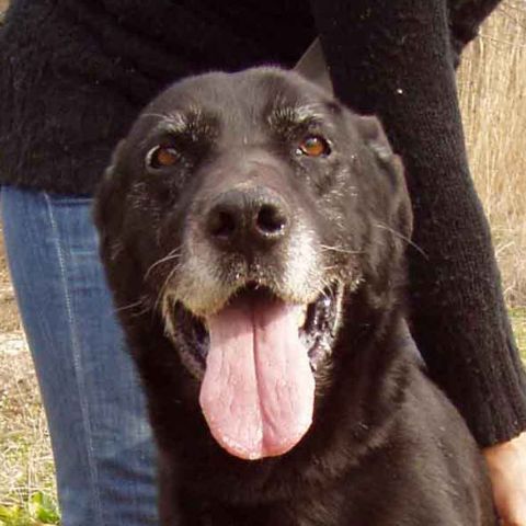 Pepsi croisé labrador berger 10 ans adoptable partout Montpellier 34 64700_11