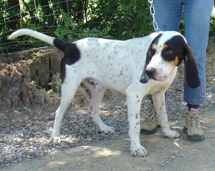 Pluto Type Chien de Chasse de 6 ans (34 Pluto411