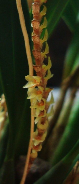 Quelques photos d'Orchidées exotiques Dendro21