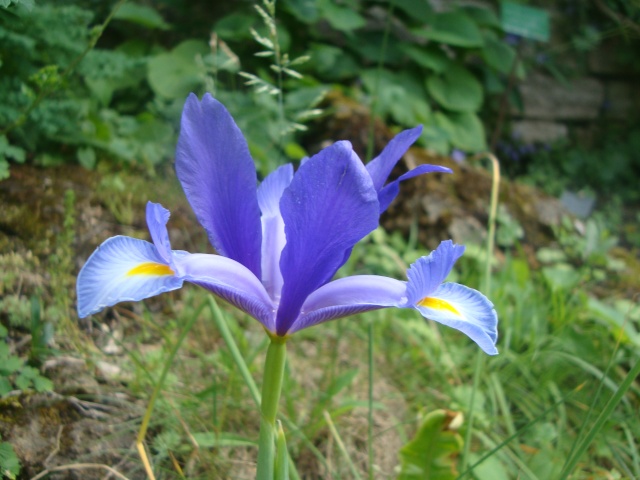 Iris botaniques Dsc05618