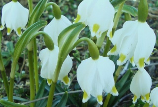 Le printemps est là, Leucojum vernum, Eranthis hyernalis Nancy_12