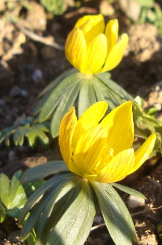 Le printemps est là, Leucojum vernum, Eranthis hyernalis Nancy_14