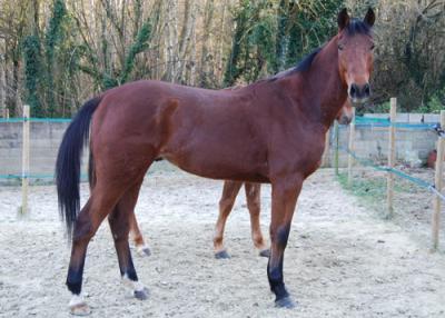 Sebastiano ,TF hongre de 3 ans adopté par Maya le 21.02 14645810