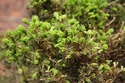 Rempotage et projet Picea abies 14-04-11