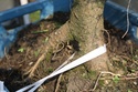 Rempotage et projet Picea abies 14-04-12