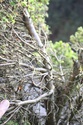Rempotage et projet Picea abies 14-04-14