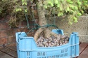 Rempotage et projet Picea abies 15-04-11