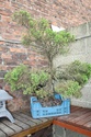Rempotage et projet Picea abies 15-04-15