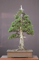 Rempotage et projet Picea abies Picea_10
