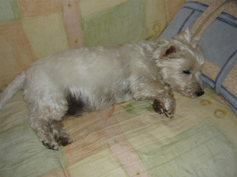 Tommy, westie de 8 ans - Page 4 Forum_12