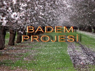 Özel Badem Ağaçlandırması Projesi Örneği Badem011