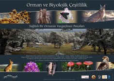 ORMAN VE BİYOÇEŞİTLİLİK KİTABI Orman_11