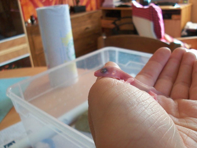 Eclosion bébés Gecko Léopard 100_3311