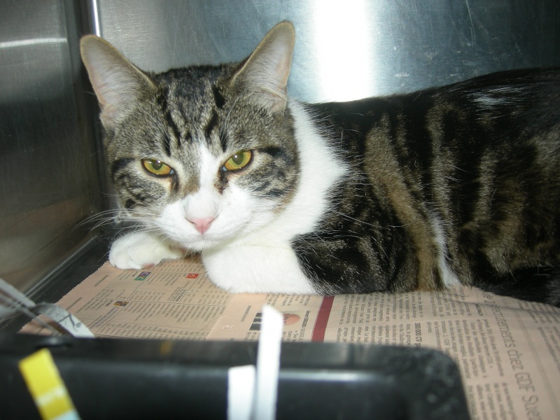 Trouvé à Colomiers, allée du Galibier chat tigré et blanc environ 1 an 1/2 Galibi11