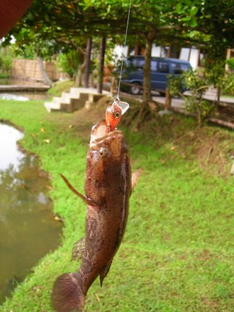 Produksi Ikan Danau Tondano 1.234 Ton Dscn1710