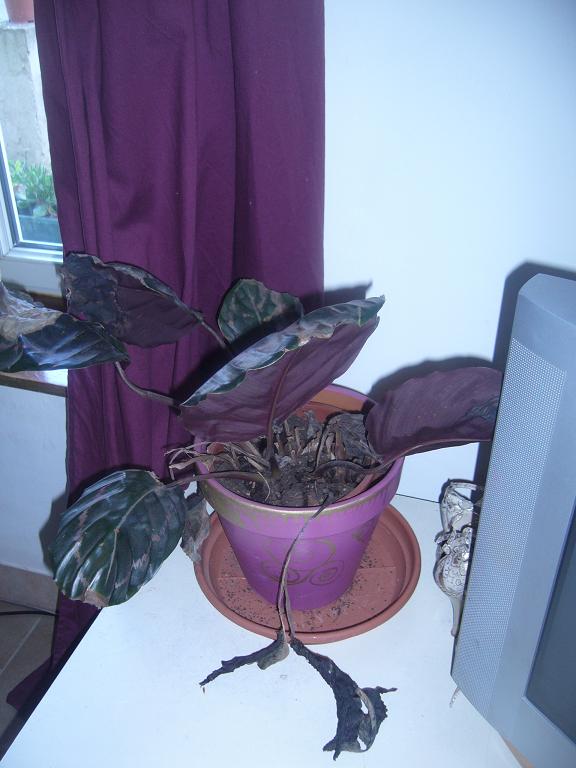 Ma plante Violette Plante10