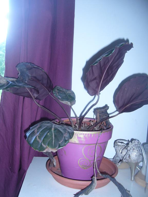 Ma plante Violette Plante11